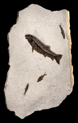 Fossil Steel Blue Lake - C