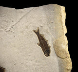 Fossil Steel Blue Lake - C