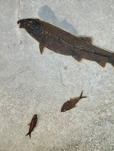 Fossil Steel Blue Lake - C