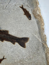 Fossil Steel Blue Lake - C