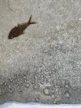 Fossil Steel Blue Lake - C