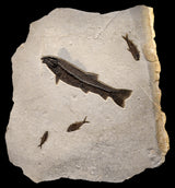 Fossil Steel Blue Lake - C