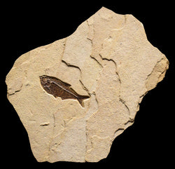 Raw Edge Fossil 1-Fish 2720
