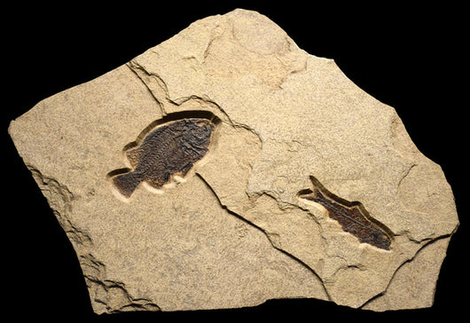 Raw Edge Fossil 2-Fish 2721