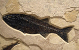 Square Fossil Lake Four Fish Mural