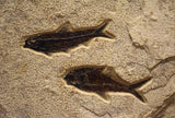 Square Fossil Lake Four Fish Mural