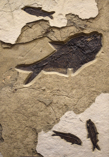 Framed Fossil 4-Fish 5207