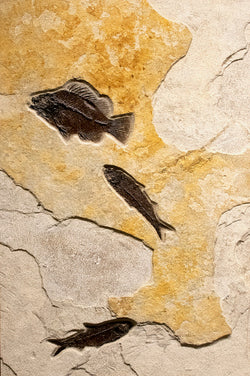 Framed Fossil 3-Fish Iron Oxide 7743