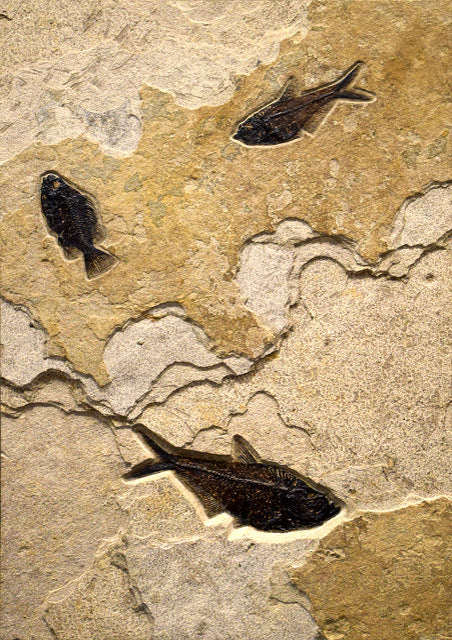 Vertical Framed Fossil 3 Fish Iron Oxide 1747