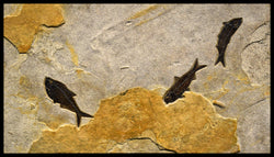 Custom Gardner Horizontal 3 Fish Mural 0755