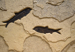 Framed Horizontal Fossil 2-Fish 7766