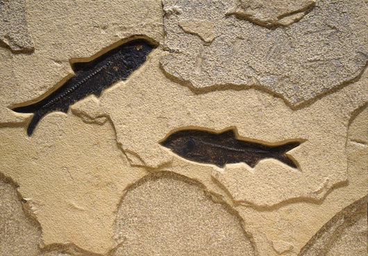 Framed Horizontal Fossil 2-Fish 7766
