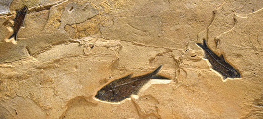 Framed Horizontal Fossil 3-Fish 7773