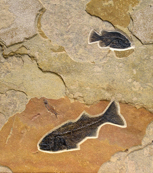 Vertical Framed Fossil 3 Fish Iron Oxide 8788