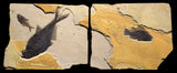 Raw Edge Fossil 2-Fish Iron Oxide 4703A