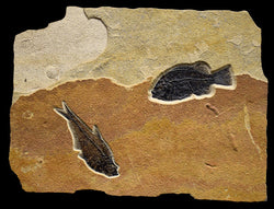 Horizontal Raw Edge Fossil 2 Fish Iron Oxide 4706