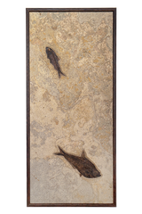 Vertical Framed Fossil 2 Fish 2757