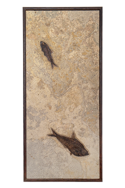 Vertical Framed Fossil 2 Fish 2757