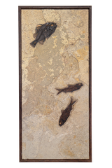 Vertical Framed Fossil 3 Fish 2758