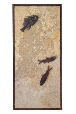 Vertical Framed Fossil 3 Fish 2758