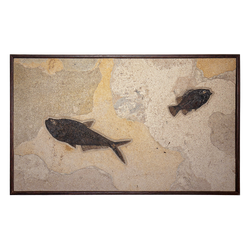 Horizontal Framed Fossil 2 Fish 0728