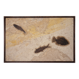 Horizontal Framed Fossil 3 Fish 4752