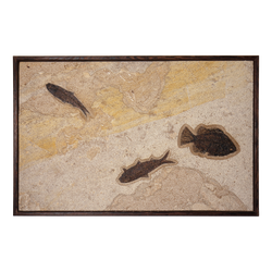 Horizontal Framed Fossil 3 Fish 4752