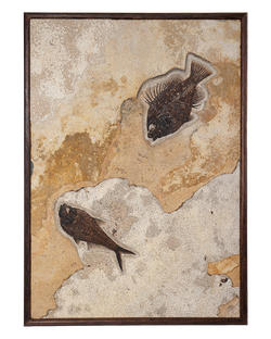 Vertical Framed Fossil 2 Fish Iron Oxide 7800