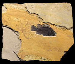 Raw Edge Fossil 1-Fish Iron Oxide 4703B