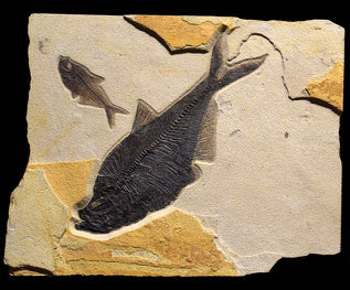 Raw Edge Fossil 2-Fish Iron Oxide 4703A