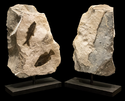 Fossil Sculpture with Two Fish