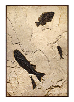 Fossil Lake Four Fish Mural