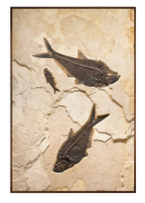 Fossil Lake Three Fish Mural