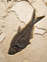 Fossil Lake Three Fish Mural