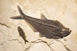 Fossil Lake Three Fish Mural