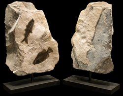 Fossil Sculpture with Two Fish