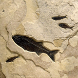 Square Fossil Lake Four Fish Mural