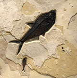 Square Fossil Lake Two Fish Mural