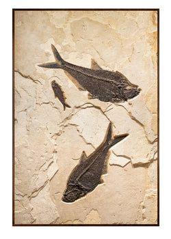 Fossil Lake Three Fish Mural